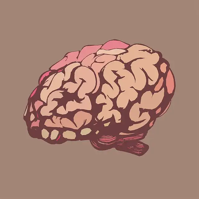 뇌
